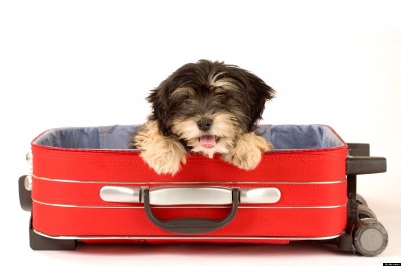 Viajar con perros