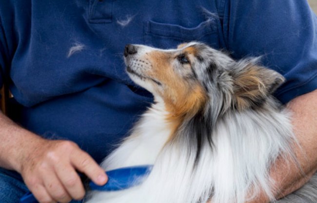 como evitar la caida de pelo en los perros