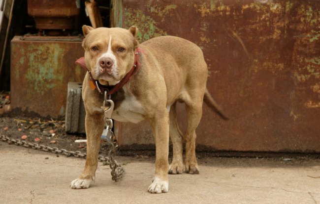 es verdad la mala fama de los pitbull