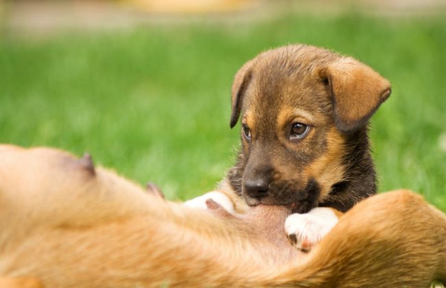 problemas de mastitis en mascotas