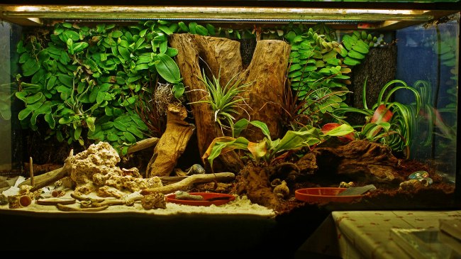 vivarium selvatico para reptiles