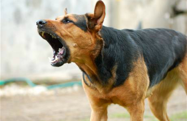 como combatir la ansiedad a causa de la separacion en tu perro