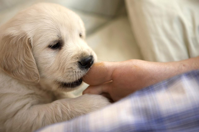 agresividad canina hacia las personas