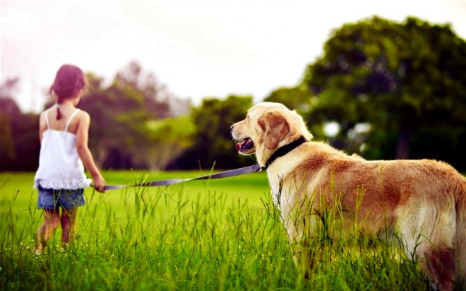 Correas y collares para perros grandes y pequeños