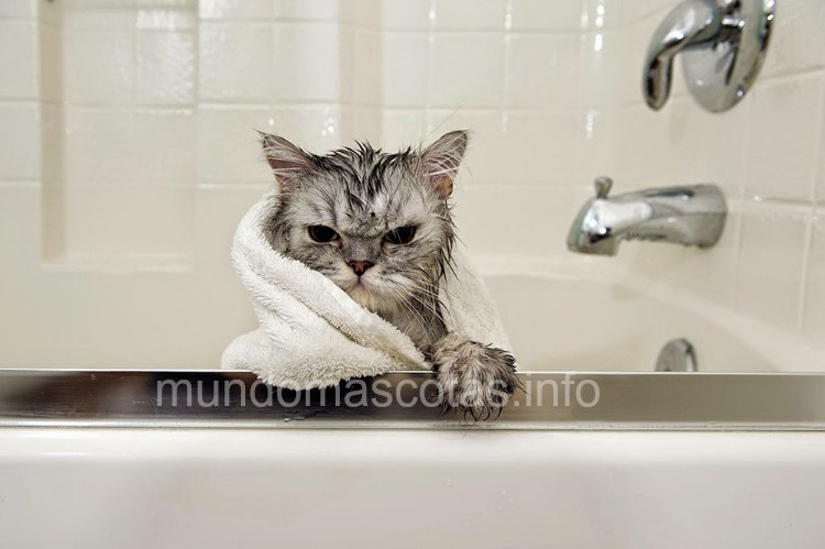 como bañar al gato