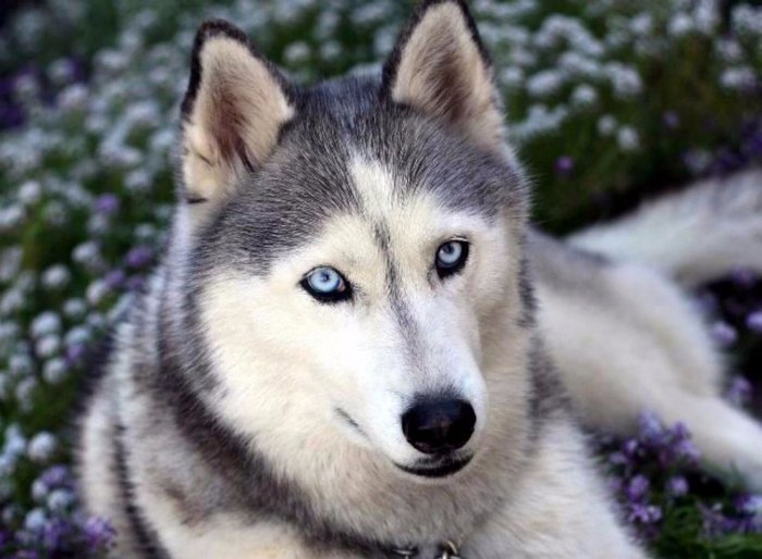 Husky Siberiano