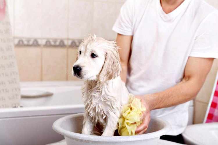 Como y cuando bañar a un cachorro