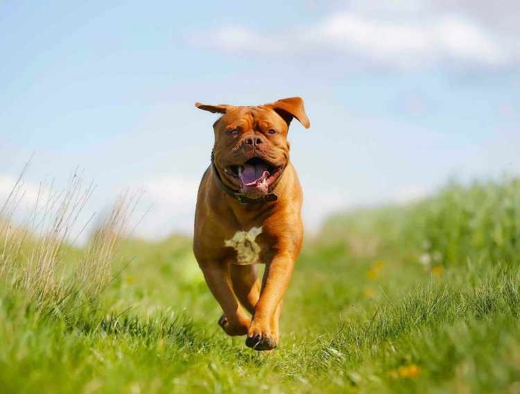 Caracteristicas del Dogo de Burdeos