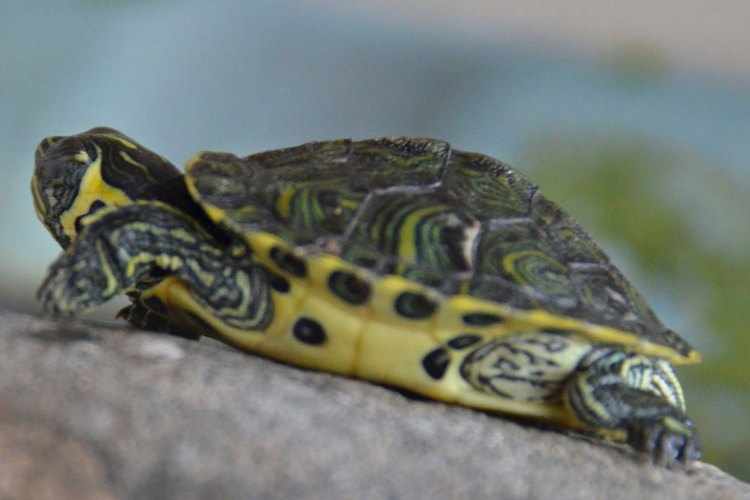 Cuidados de tortugas de agua dulce