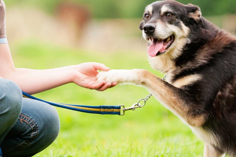 Modifica el mal comportamiento de tu perro