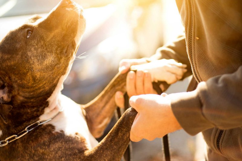 Problemas de conducta más comunes en los perros