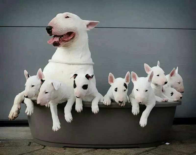 Bull Terrier Ingles