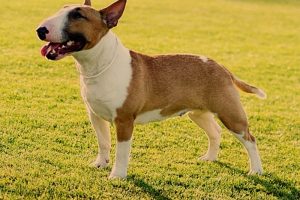 Bull Terrier Razas