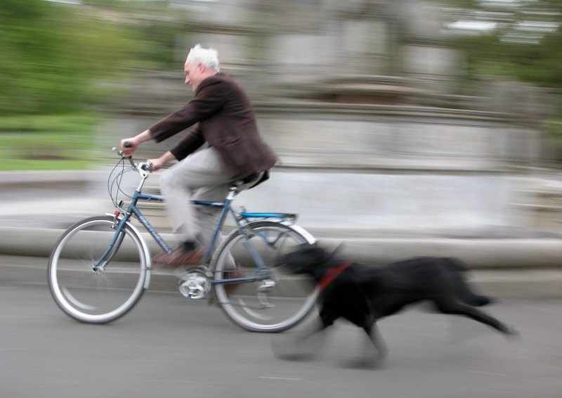 instinto cazador del perro